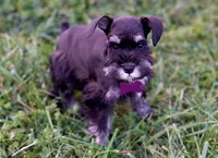 BLACK & SILVER, a female Miniature Schnauzer for sale in Snowflake, AZ – 3 of 10
