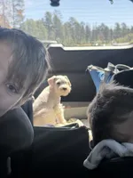 Snowflake Schnauzers, a male Miniature Schnauzer for sale in Snowflake, AZ – 3 of 8