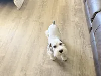 Snowflake Schnauzers, a male Miniature Schnauzer for sale in Snowflake, AZ – 6 of 8