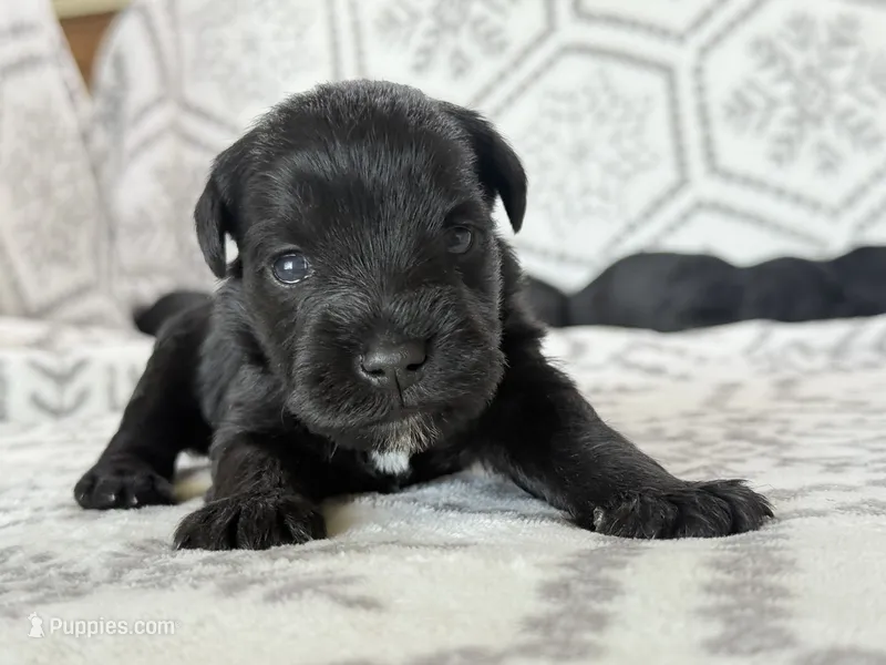 Shadow – Miniature Schnauzer puppy for sale in Snowflake, AZ