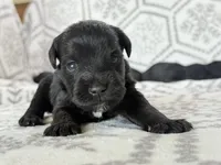Shadow, a female Miniature Schnauzer for sale in Snowflake, AZ – 1 of 3