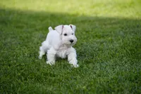 DENVER, a male Miniature Schnauzer for sale in Snowflake, AZ – 10 of 10