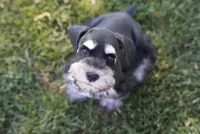 Kolby, a male Miniature Schnauzer for sale in Snowflake, AZ – 3 of 6