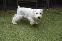 Aspen, a male Miniature Schnauzer for sale in Snowflake, AZ – 8 of 9