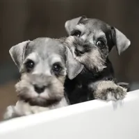 Misty, a female Miniature Schnauzer for sale in Snowflake, AZ – Photo 2 of 2