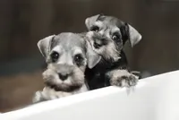 Misty, a female Miniature Schnauzer for sale in Snowflake, AZ – Photo 2 of 2