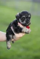 Peppy, a female Miniature Schnauzer for sale in Snowflake, AZ – 2 of 7