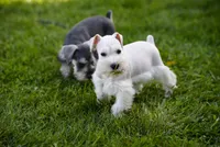 DENVER, a male Miniature Schnauzer for sale in Snowflake, AZ – 3 of 10