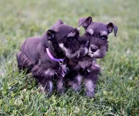 BLACK & SILVER, a female Miniature Schnauzer for sale in Snowflake, AZ – 10 of 10