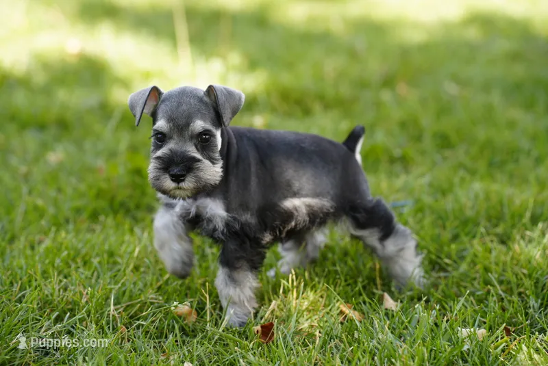 Luna – Miniature Schnauzer puppy for sale in Snowflake, AZ