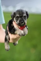 Peppy, a female Miniature Schnauzer for sale in Snowflake, AZ – 3 of 7