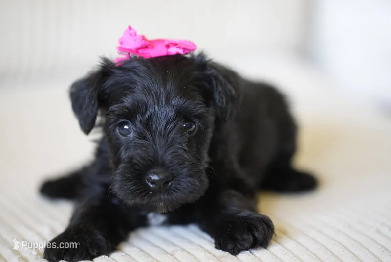 Raven – Miniature Schnauzer puppy for sale in Snowflake, AZ