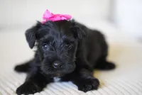 Raven, a  Miniature Schnauzer for sale in Snowflake, AZ – 1 of 3