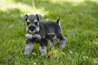 Luna, a female Miniature Schnauzer for sale in Snowflake, AZ – 4 of 8