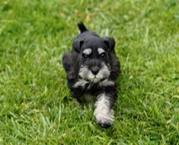 DENVER, a male Miniature Schnauzer for sale in Snowflake, AZ – 2 of 10