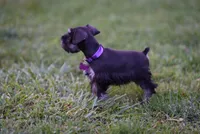 BLACK & SILVER, a female Miniature Schnauzer for sale in Snowflake, AZ – 6 of 10