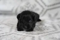 Smokey, a male Miniature Schnauzer for sale in Snowflake, AZ – 3 of 3