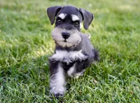 Kolby, a male Miniature Schnauzer for sale in Snowflake, AZ – 4 of 6
