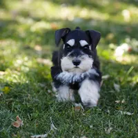 Expecting Black and Silver, a  Miniature Schnauzer for sale in Snowflake, AZ – Photo 5 of 7
