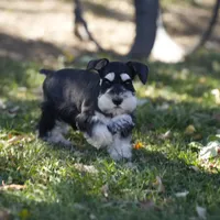 Expecting Black and Silver, a  Miniature Schnauzer for sale in Snowflake, AZ – Photo 6 of 7