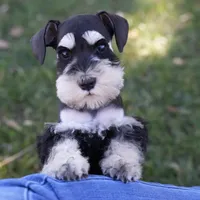 Expecting Black and Silver, a  Miniature Schnauzer for sale in Snowflake, AZ – Photo 3 of 7
