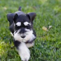 Expecting Black and Silver, a  Miniature Schnauzer for sale in Snowflake, AZ – Photo 7 of 7