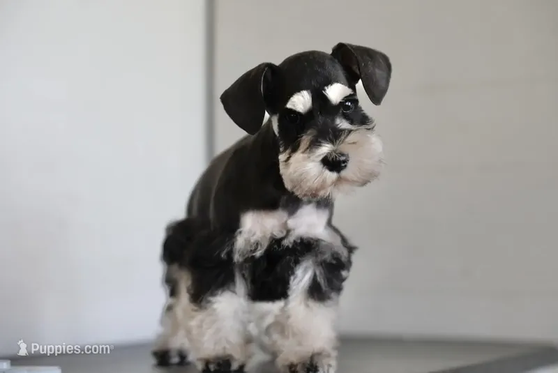 Expecting Black and Silver