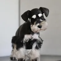 Expecting Black and Silver, a  Miniature Schnauzer for sale in Snowflake, AZ – Photo 1 of 7