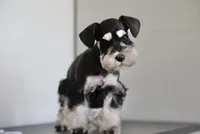 processed/b374439c-a49c-4c12-9bbf-4d94c216bb5b/listing/c0b182f7-8b06-4335-9ce4-2105099bc04c/b241a299-9f8c-4fa5-852d-a0d0cd29a443