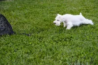DENVER, a male Miniature Schnauzer for sale in Snowflake, AZ – 7 of 10