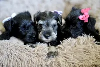 Raven, a  Miniature Schnauzer for sale in Snowflake, AZ – 3 of 3