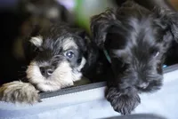 Champ, a male Miniature Schnauzer for sale in Snowflake, AZ – 4 of 4