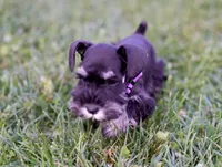 BLACK & SILVER, a female Miniature Schnauzer for sale in Snowflake, AZ – 9 of 10