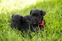 Shadow, a female Miniature Schnauzer for sale in Snowflake, AZ – 4 of 6