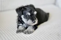 Champ, a male Miniature Schnauzer for sale in Snowflake, AZ – 2 of 4