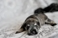 Peppa, a female Miniature Schnauzer for sale in Snowflake, AZ – 2 of 2