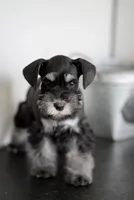 BLACK & SILVER, a female Miniature Schnauzer for sale in Snowflake, AZ – 1 of 10
