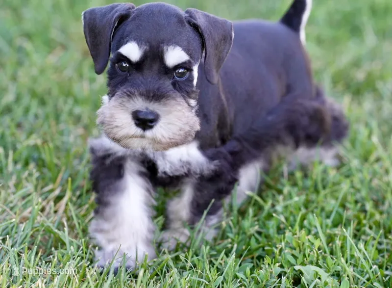 Kolby – Miniature Schnauzer puppy for sale in Snowflake, AZ