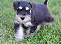 Kolby, a male Miniature Schnauzer for sale in Snowflake, AZ – 1 of 6