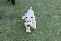 Aspen, a male Miniature Schnauzer for sale in Snowflake, AZ – 6 of 9