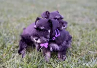 BLACK & SILVER, a female Miniature Schnauzer for sale in Snowflake, AZ – 8 of 10