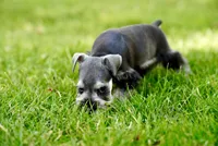 Luna, a female Miniature Schnauzer for sale in Snowflake, AZ – 2 of 8