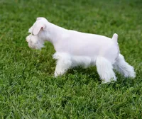 DENVER, a male Miniature Schnauzer for sale in Snowflake, AZ – 5 of 10