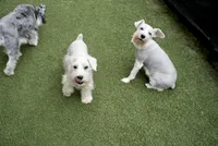 Aspen, a male Miniature Schnauzer for sale in Snowflake, AZ – 4 of 9