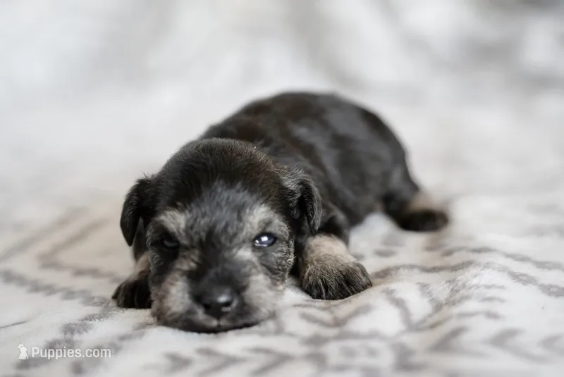 Peppy – Miniature Schnauzer puppy for sale in Snowflake, AZ