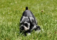 Luna, a female Miniature Schnauzer for sale in Snowflake, AZ – 8 of 8