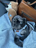 Rambo I come with everything I need, a male Pug for sale in Franklin, MA – Photo 3 of 3