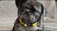Rambo I come with everything I need, a male Pug for sale in Franklin, MA – Photo 1 of 3