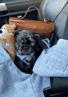 Rambo I come with everything I need, a male Pug for sale in Franklin, MA – Photo 2 of 3