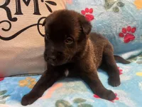 Tucker- AKC Royal Blue Collar, a male Belgian Malinois for sale in London, KY – Photo 5 of 7